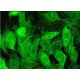 Nek5 Antibody (G-12) - Immunofluorescence - Image 381726 
