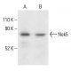 Nek5 Antibody (G-12) - Western Blotting - Image 401873 