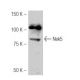 Nek5 Antibody (OC-65) - Western Blotting - Image 53992