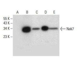Nek7 Antibody (A-12) - Western Blotting - Image 304546