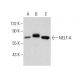 NELF-A Antibody (A-10) - Western Blotting - Image 136184
