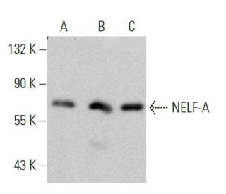NELF-A Antibody (A-10) - Western Blotting - Image 356291 