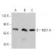 NELF-A Antibody (A-10) - Western Blotting - Image 356291 