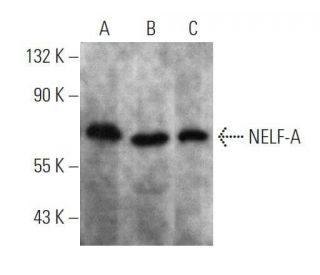 western blotting image from recommended NELF-A (G-11) monoclonal antibody replacement. Image 356288