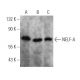 western blotting image from recommended NELF-A (G-11) monoclonal antibody replacement. Image 356288
