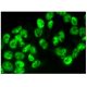 NELF-A Antibody (F-2) - Immunofluorescence - Image 293803 
