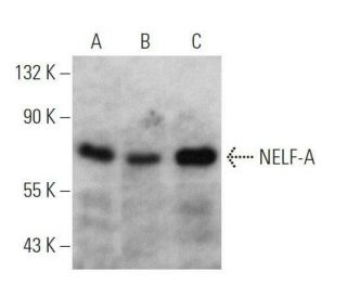 NELF-A Antibody (F-2) - Western Blotting - Image 356287 