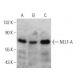 NELF-A Antibody (F-2) - Western Blotting - Image 356287 