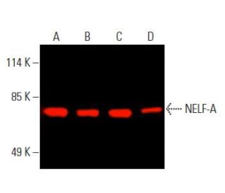 NELF-A Antibody (G-11) - Western Blotting - Image 396052