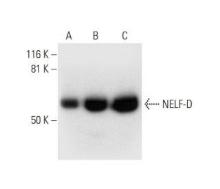 NELF-D Antibody (C-10) - Western Blotting - Image 299441 