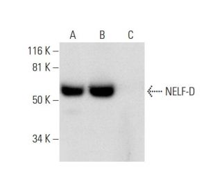 NELF-D Antibody (C-7) - Western Blotting - Image 297000 