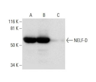 NELF-D Antibody (E-8) - Western Blotting - Image 297127 