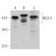 western blotting image from recommended NELF-E (F-9) monoclonal antibody replacement. Image 362312