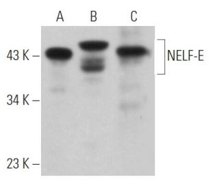 NELF-E Antibody (F-9) - Western Blotting - Image 362312Each CRISPR/Cas9 Knockout (KO) Plasmid product consists of a pool of 3 plasmids designed to ensure identification and cleavage of a specific gene for maximum knockout efficiency. Each plasmid encodes a unique 20 nt sequence derived from the GeCKO (v2) library.