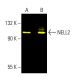 NELL2 Antibody (E-9) - Western Blotting - Image 404173