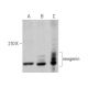western blotting image from recommended neogenin (G-7) monoclonal antibody replacement. Image 373399