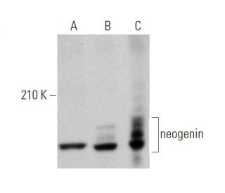 western blotting image from recommended neogenin (G-7) monoclonal antibody replacement. Image 373399