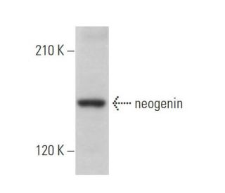 neogenin Antibody (G-7) - Western Blotting - Image 373361