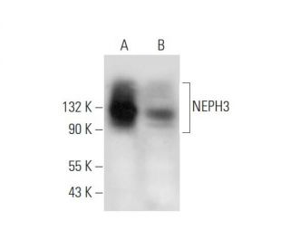 NEPH3 Antibody (G-12) - Western Blotting - Image 344129