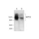 NEPH3 Antibody (G-12) - Western Blotting - Image 344129