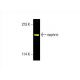 nephrin Antibody (B-12) - Western Blotting - Image 393691