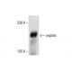 nephrin Antibody (G-8) - Western Blotting - Image 287857