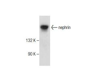 nephrin Antibody (B-12) - Western Blotting - Image 282607
