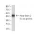 Neprilysin-2 Antibody (2D2H5) - Western Blotting - Image 358325