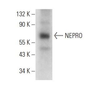 NEPRO Antibody (B-12) - Western Blotting - Image 157472 