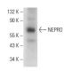NEPRO Antibody (B-12) - Western Blotting - Image 157472 