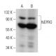 NEPRO Antibody (B-12) - Western Blotting - Image 369062 