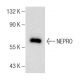 NEPRO Antibody (B-12) - Western Blotting - Image 369065