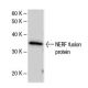 NERF Antibody (224C4a) - Western Blotting - Image 47855