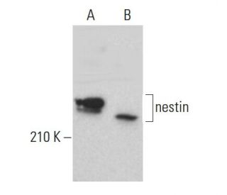 nestin-antibody-10c2-western-