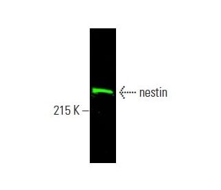 nestin抗体(10c2) | SCBT - Santa Cruz Biotechnology