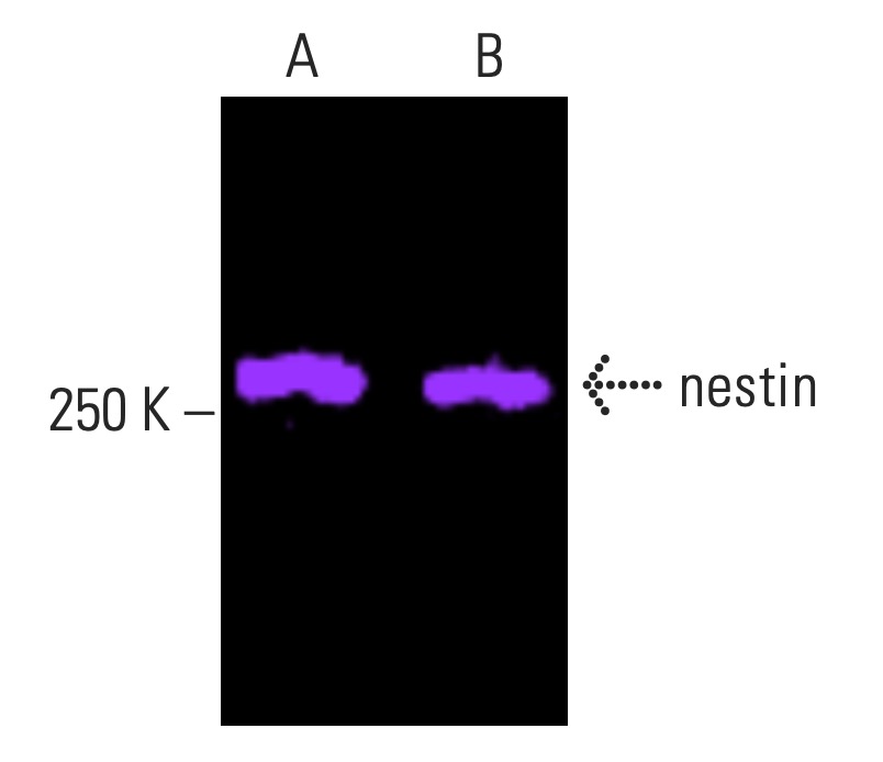 nestin抗体(10c2) | SCBT - Santa Cruz Biotechnology