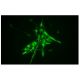 nestin Antibody (7A3) - Immunofluorescence - Image 156465 