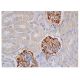 nestin Antibody (7A3) - Immunohistochemistry - Image 352320
