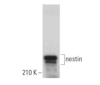 Anti Nestin Antibody 7a3 Scbt Santa Cruz Biotechnology