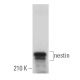 nestin Antibody (7A3) - Western Blotting - Image 379332 