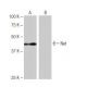 western blotting image from recommended Net (11G9) monoclonal antibody replacement. Image 65015