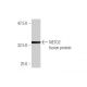 NETO2 Antibody (3E3) - Western Blotting - Image 350282