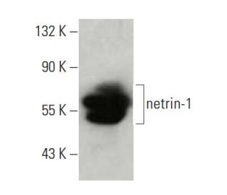 netrin-1 Antibody (A-7) - Western Blotting - Image 397498 