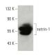 netrin-1 Antibody (A-7) - Western Blotting - Image 397498 