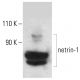 netrin-1 Antibody (A-7) - Western Blotting - Image 401711