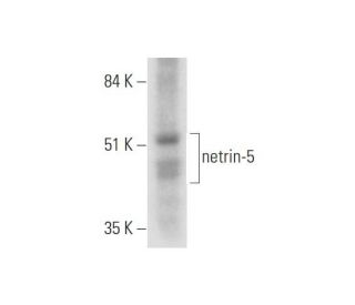 netrin-5 Antibody (G-12) - Western Blotting - Image 332792