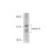 netrin-5 Antibody (G-12) - Western Blotting - Image 332792
