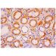 netrin G1 Antibody (D-2) - Immunohistochemistry - Image 285723 