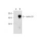 netrin G1 Antibody (D-2) - Western Blotting - Image 136513