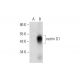 netrin G1 Antibody (H-4) - Western Blotting - Image 297832